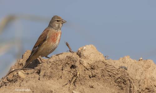 Common linnet