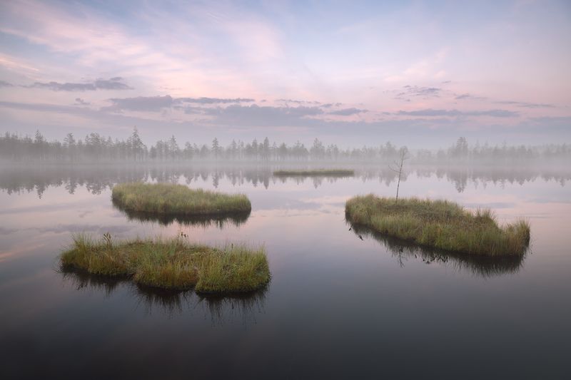 болото, ленобласть, фототур, ленинградская область, болотные топи, туман, рассвет, россия \