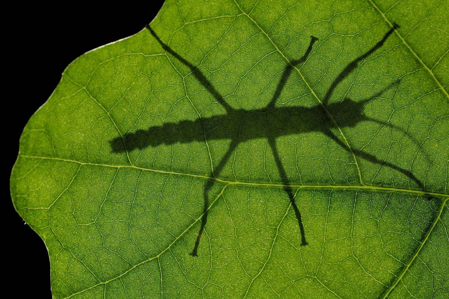 , Александр Зорин