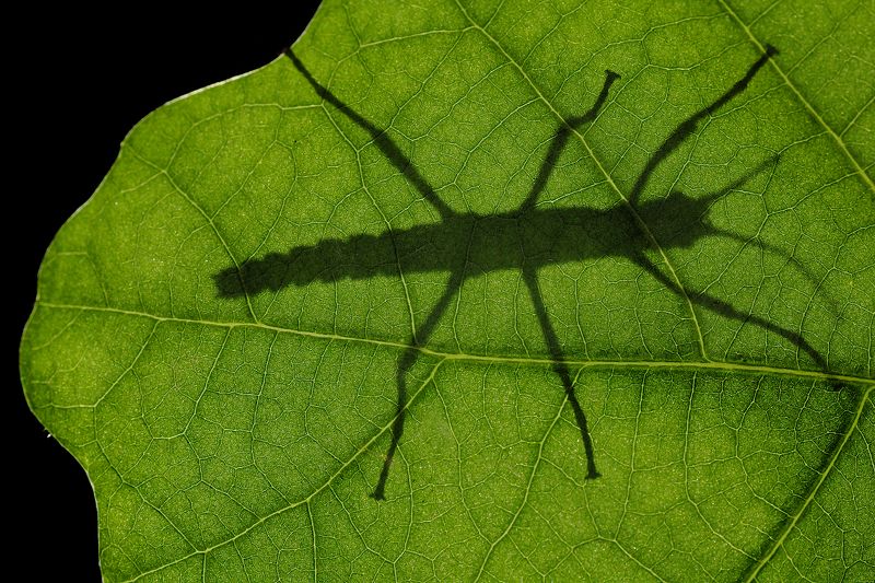 Палочник 4 фото превью