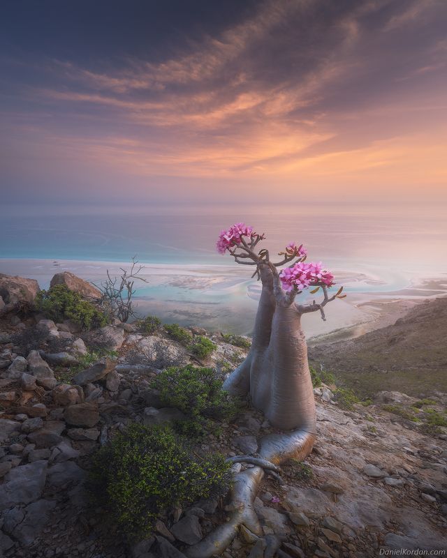 Socotra фото превью