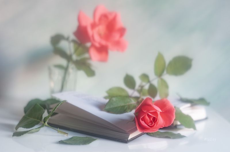 розы, книги, книга, открытая книга Про книжную романтику фото превью