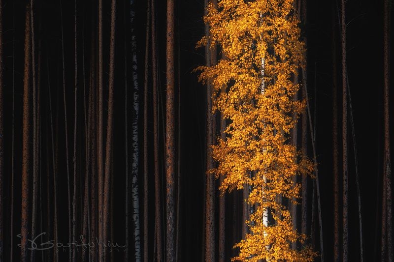 Последний танец фото превью