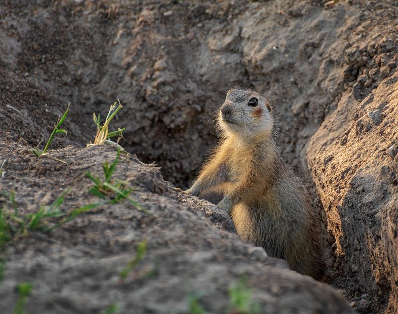 краснощёкий суслик, степь, суслик краснощёкий.. фото превью