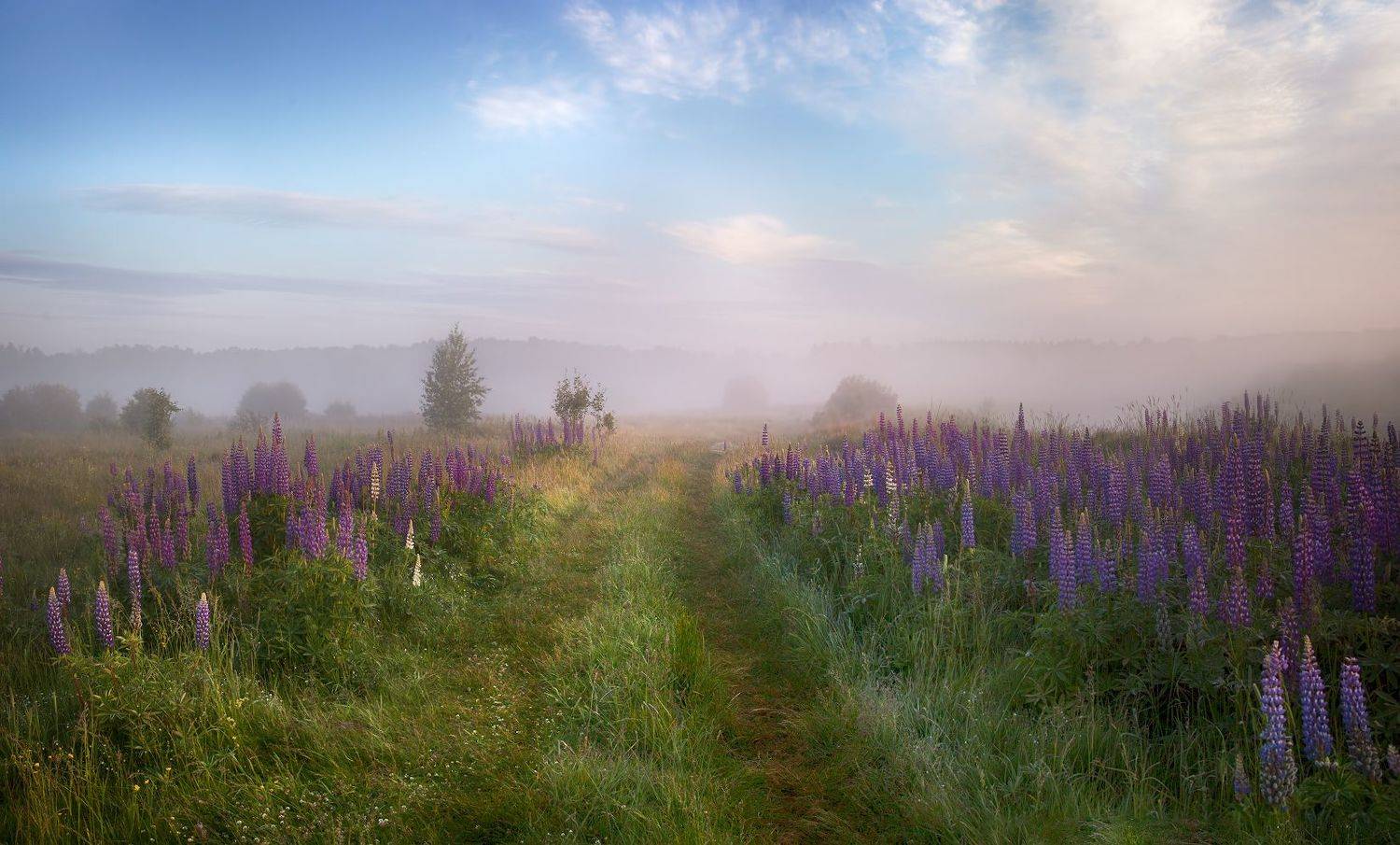 лето, рассвет, туман, небо, поле, люпины, Ирина Заколдаева
