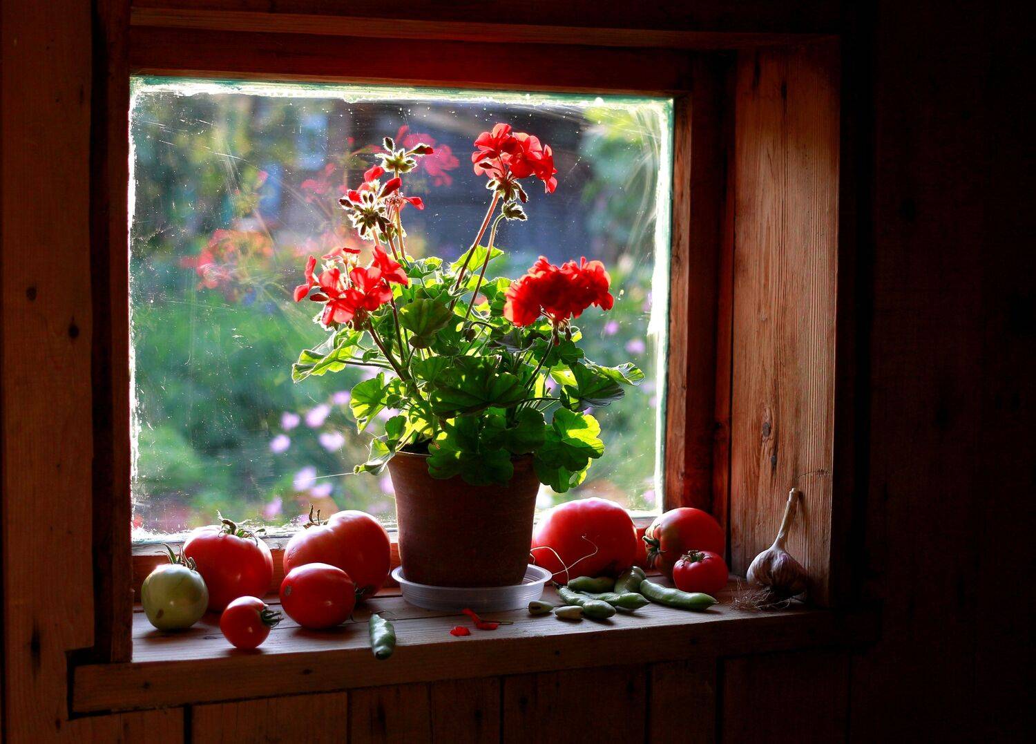 натюрморт, фотонатюрморт, лето, август, овощи, помидоры, чеснок, наталья казанцева, Наталья Казанцева