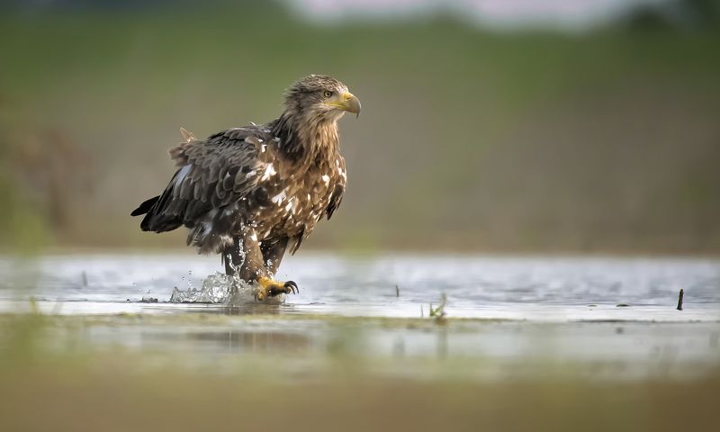 bielik фото превью