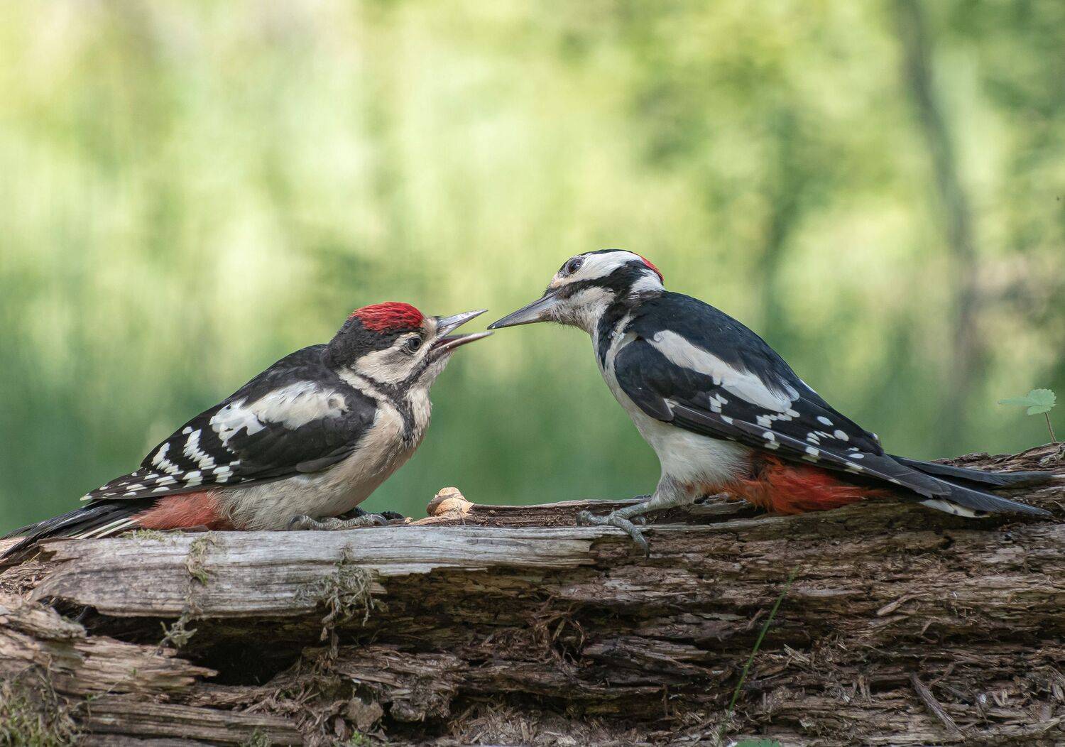 птицы,природа, лето, Андрей Киселёв
