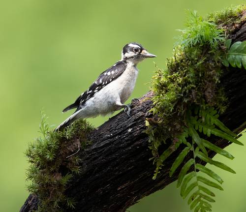 Downy woodpecker Female. New Guest
