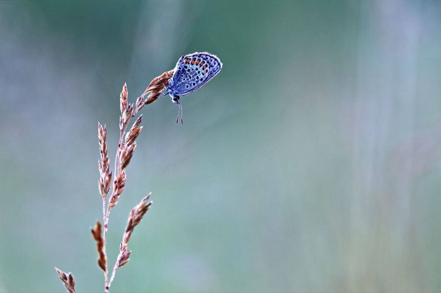 , Олег Резенов
