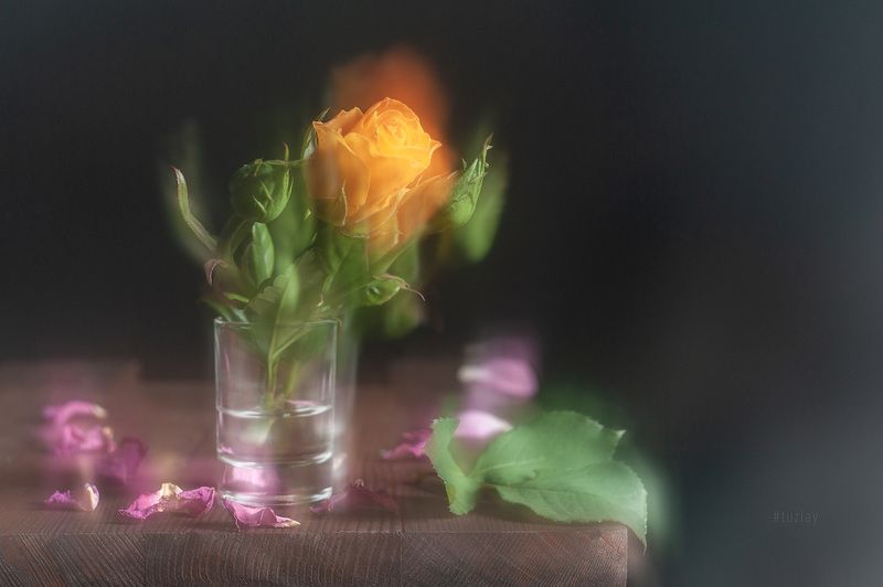 жёлтая роза и розовые лепестки Жёлтая роза и розовые лепестки фото превью