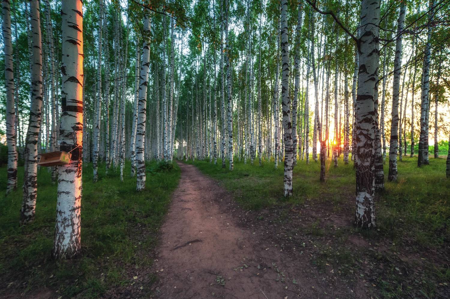 пейзаж, природа, рассвет, берёзы, Андрей Малыгин