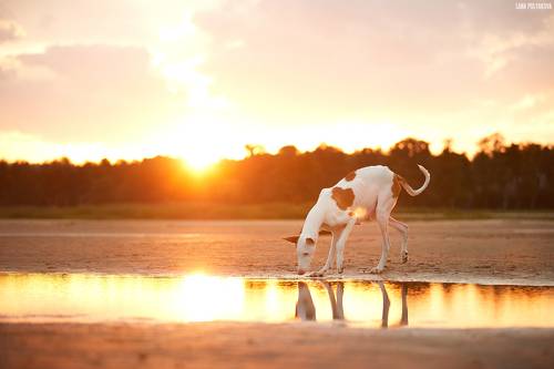 ***