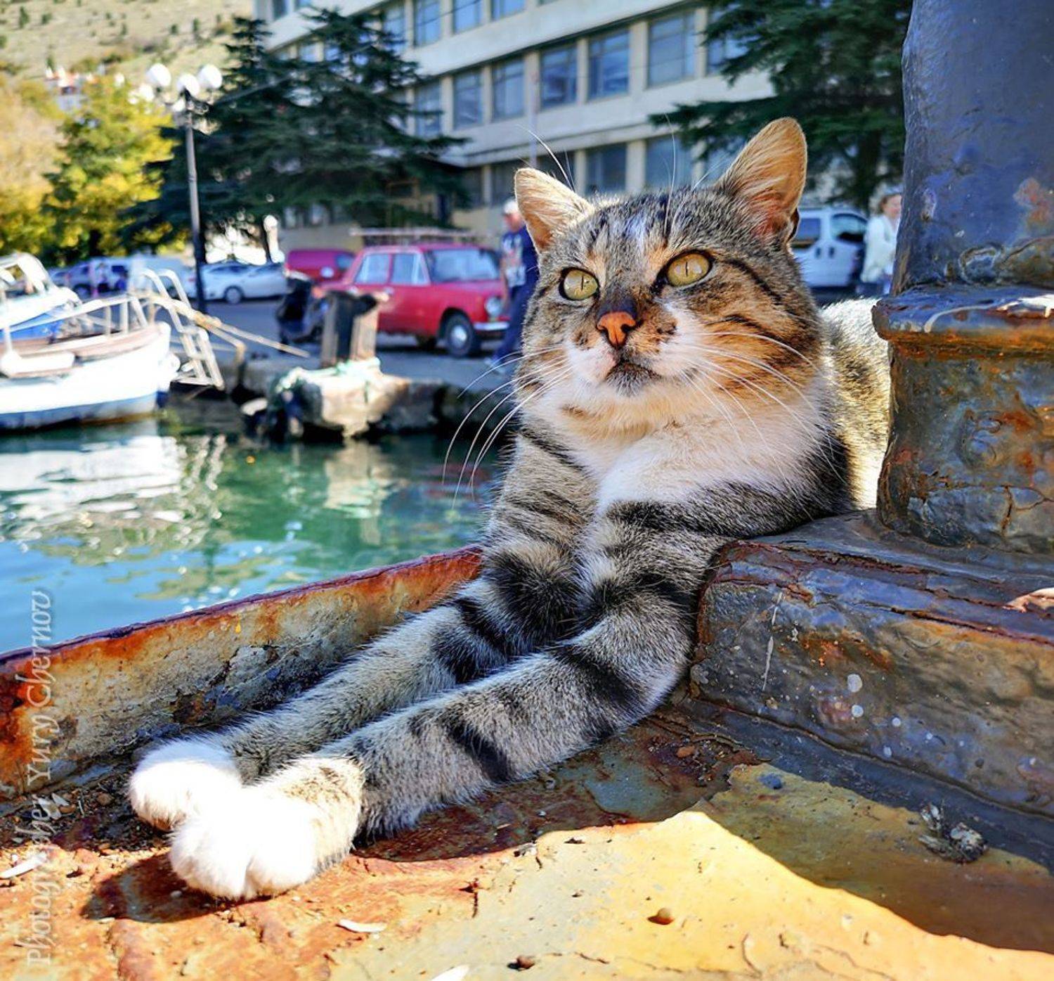 kot, Юрий Чернов