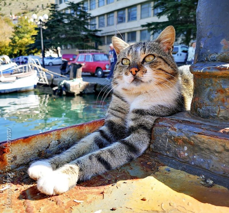 kot *** фото превью