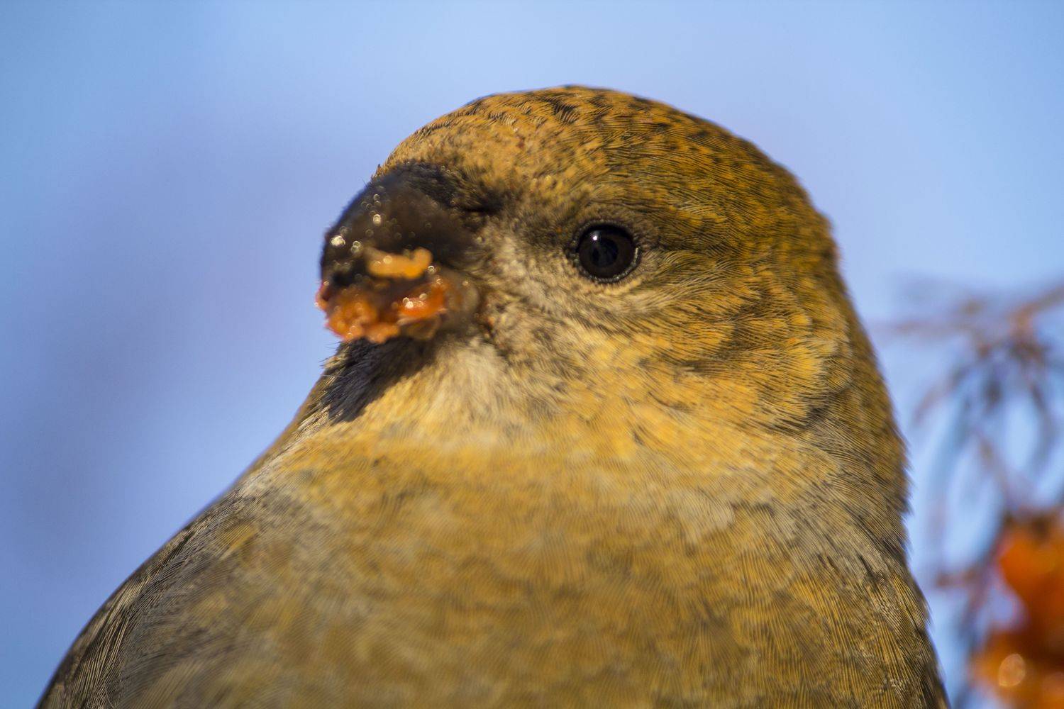 щур, птицы, портрет, новосибирск, Денис Воронов