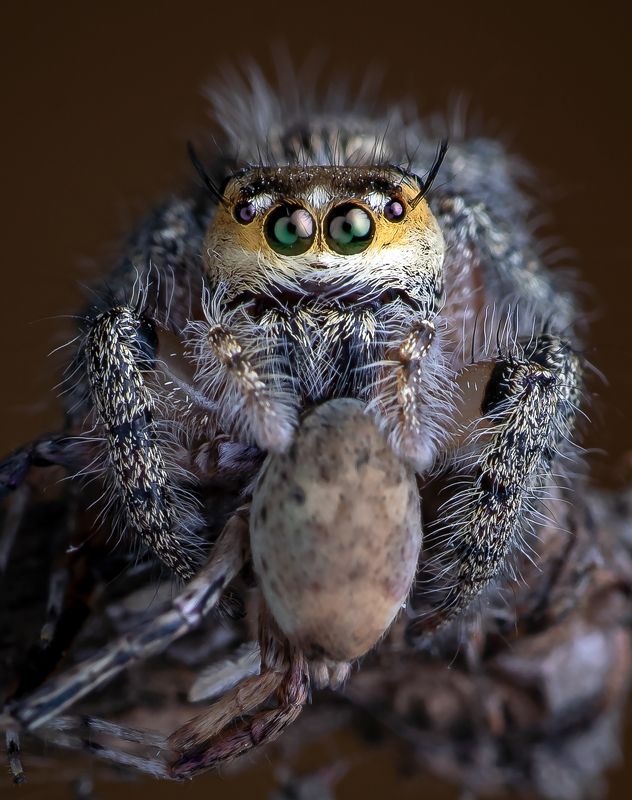 Macro wildlife insects Killing for living фото превью