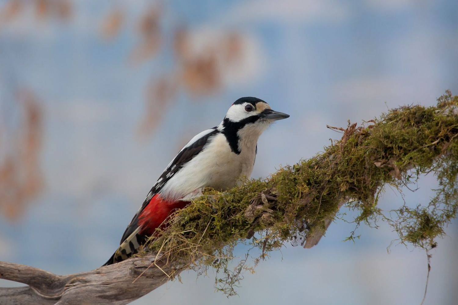 птицы, дятел, wildlife, birds, great spotted woodpecker, Алексей Юденков
