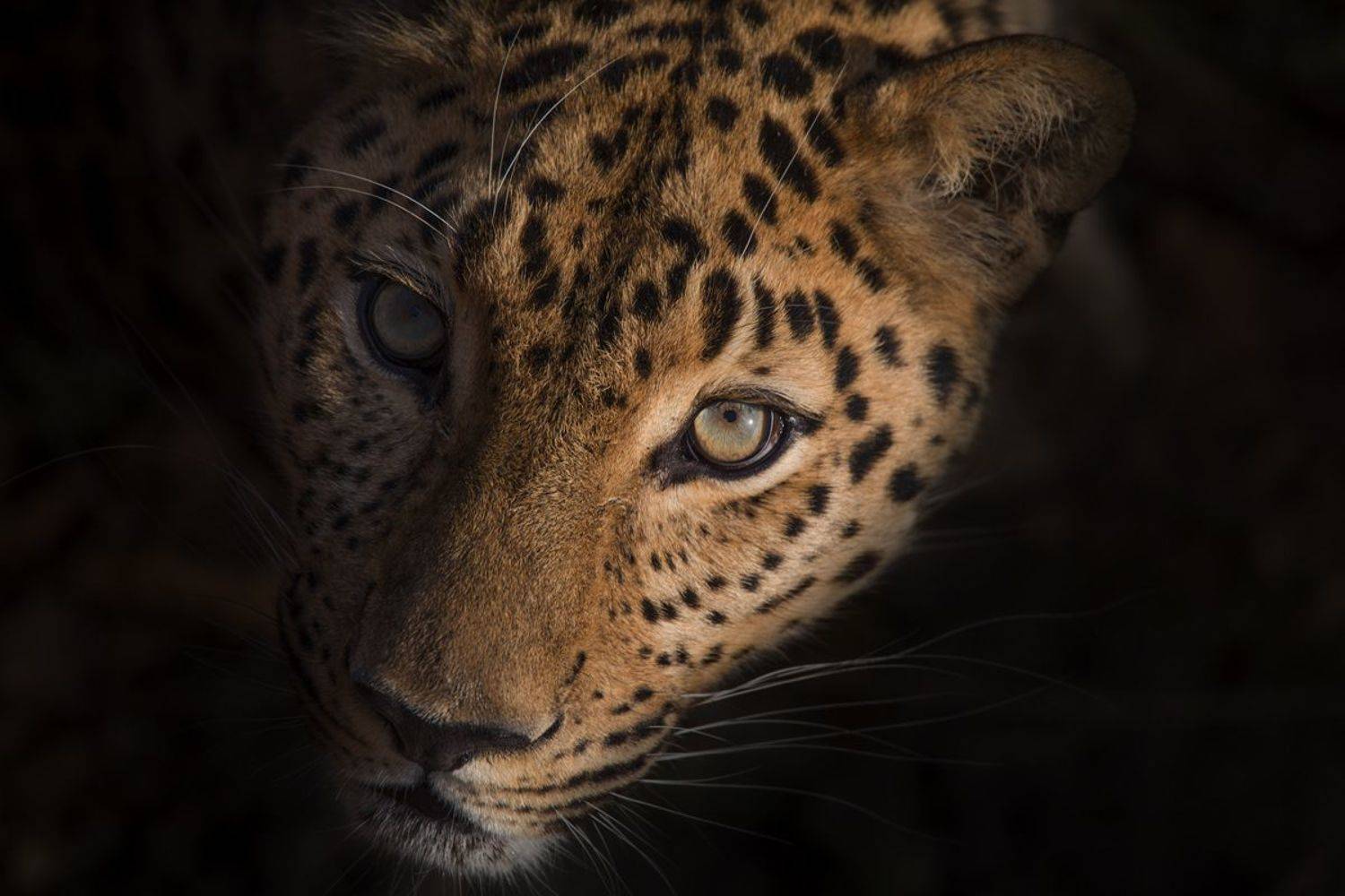 леопард, Александр Чазов