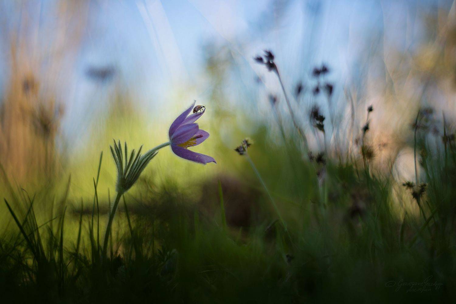 , Grzegorz macrofun Pazdyga