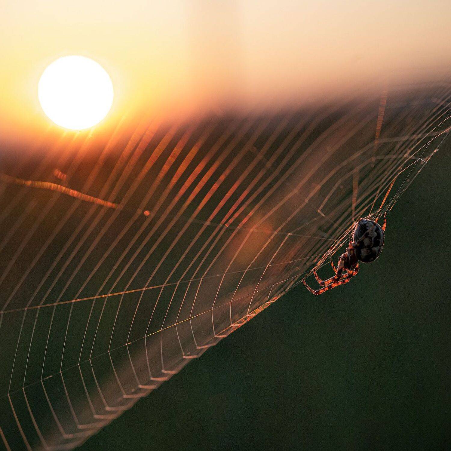, Сергей Брагин