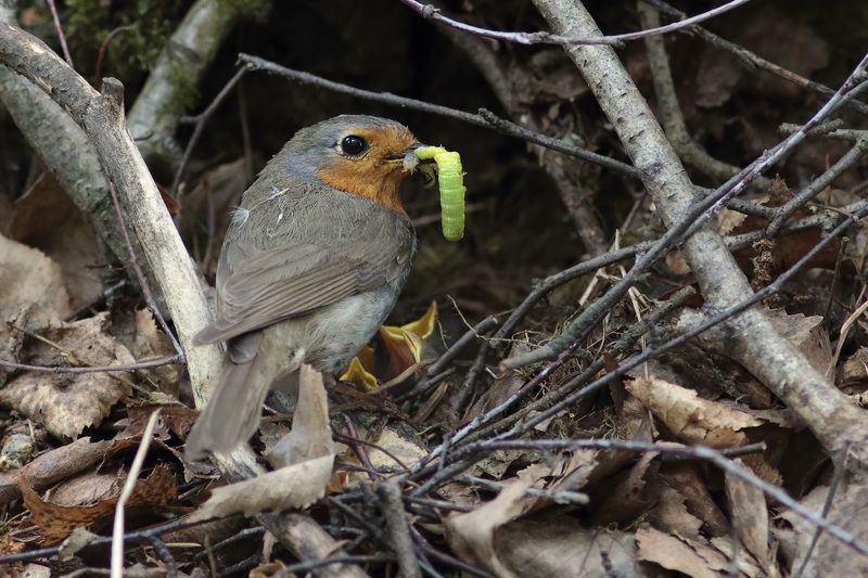 малиновка у гнезда фото превью