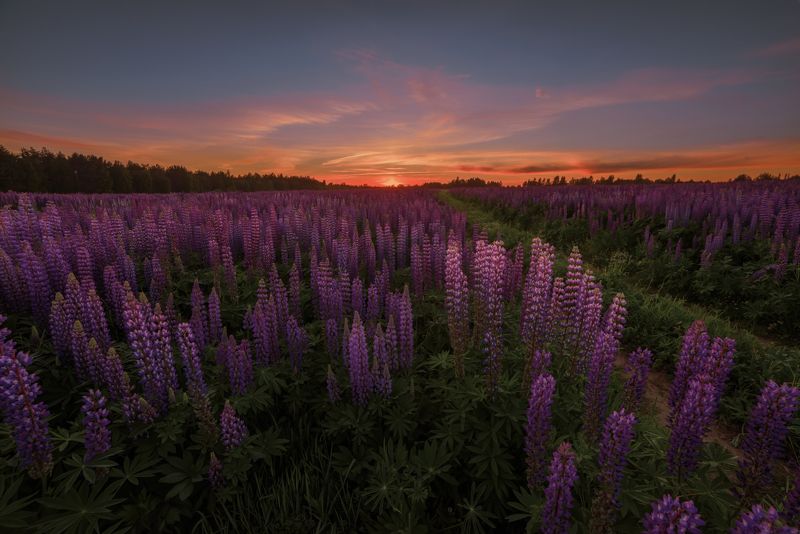 Про люпины и не только. Про летний вечер и деревню фото превью