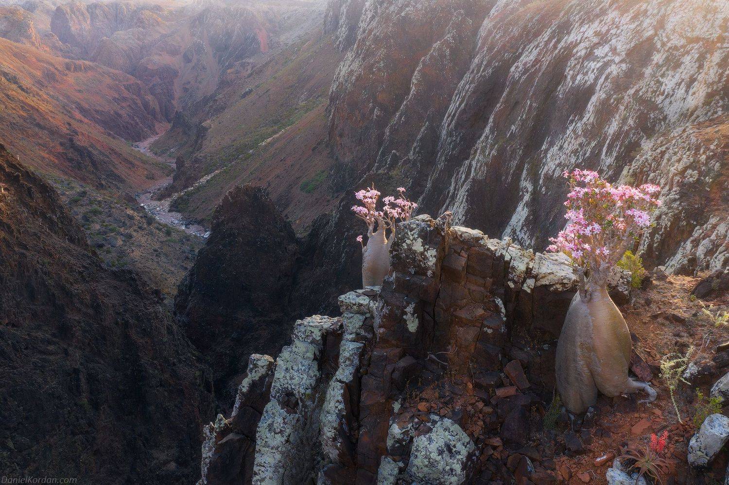 Socotra, Даниил Коржонов