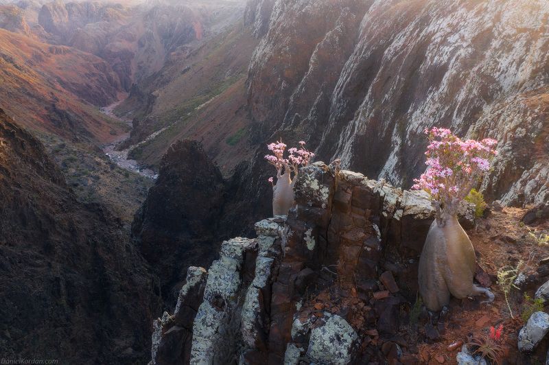 Socotra фото превью