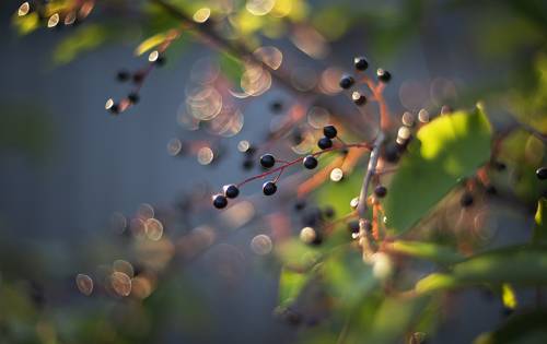 Черёмуха и бокешки )