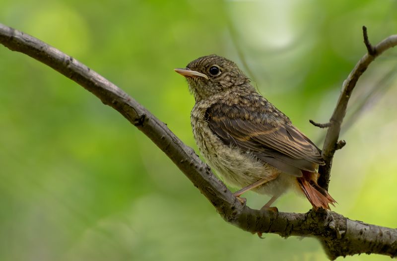 птица, горихвостка, птенец, горихвостка (птенец) фото превью