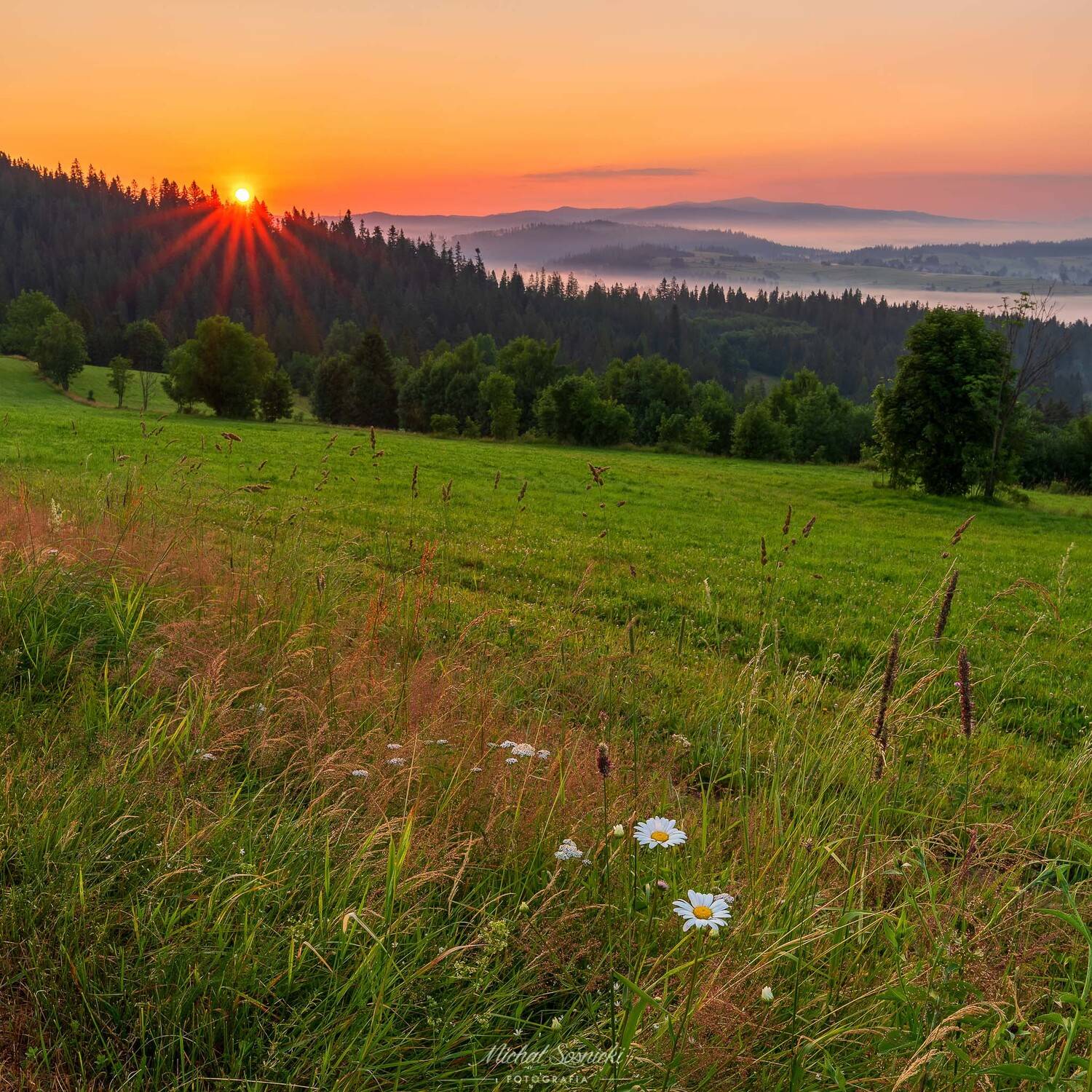 #summer #morning #sunrise #tree #foggy #landscape #benro #benq #pentax, Michał Sośnicki