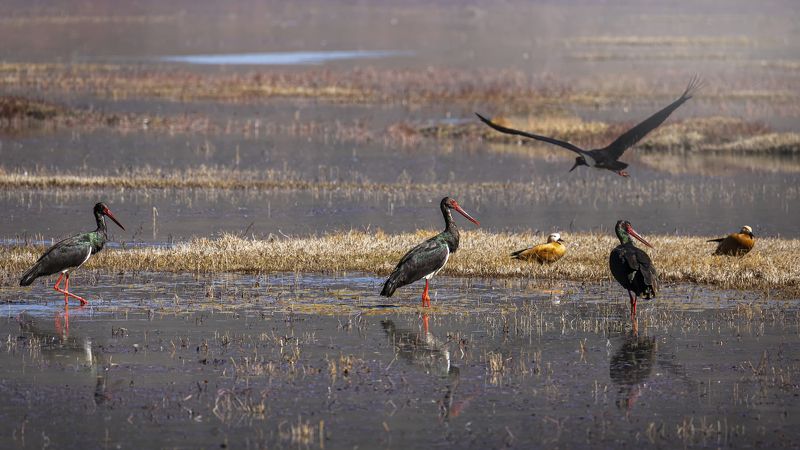чёрный аист, птицы, birds, black stork Чёрные аисты фото превью