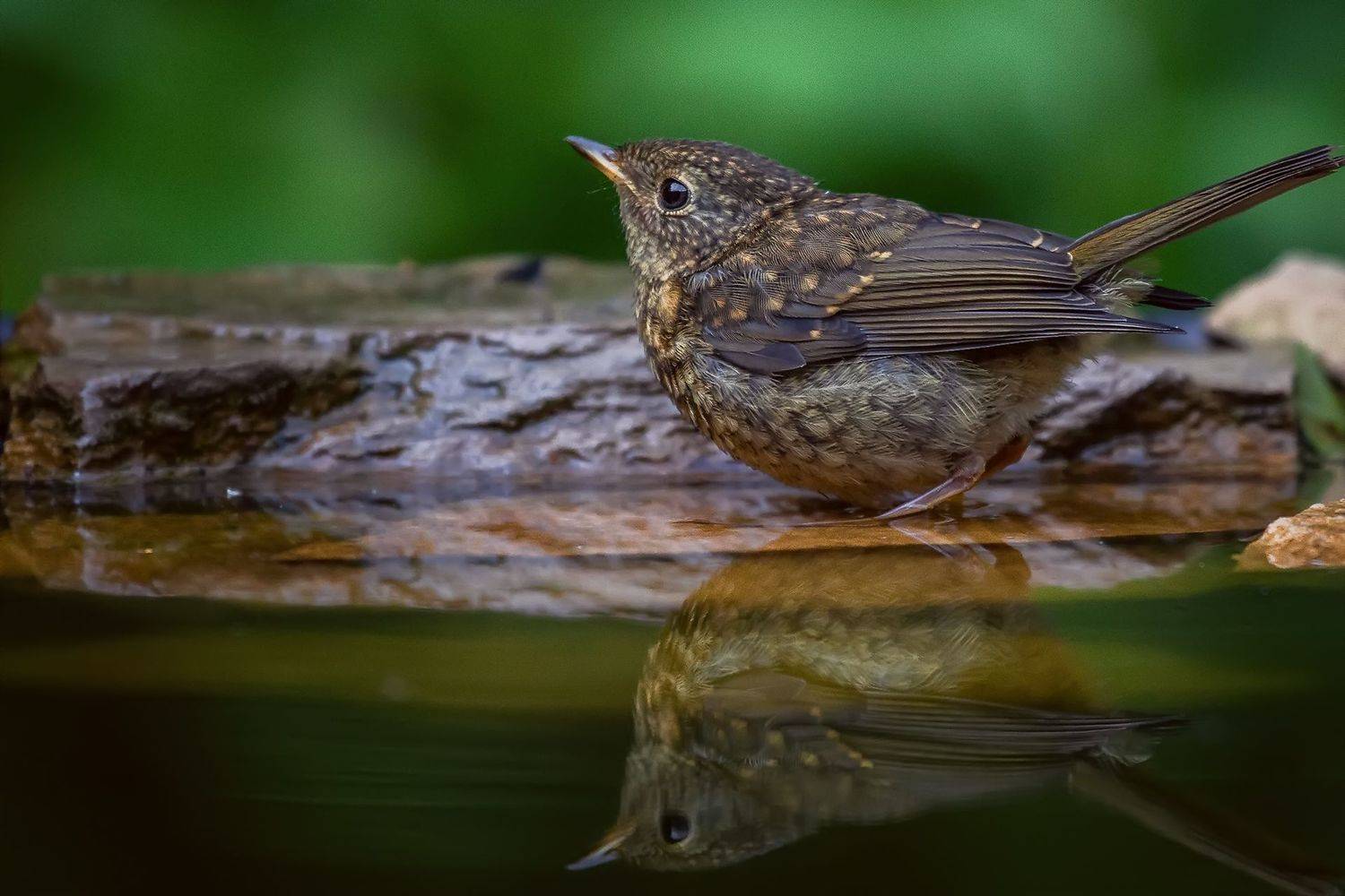 , Марат Кучкаев