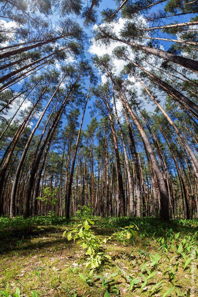 , Симонян Сергей