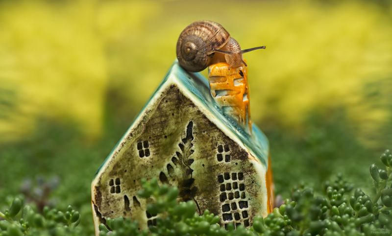 макро, природа, улитка, растения, суккуленты, macro, nature, snail, plants, succulents, а не переехать ли мне в новый дом? фото превью