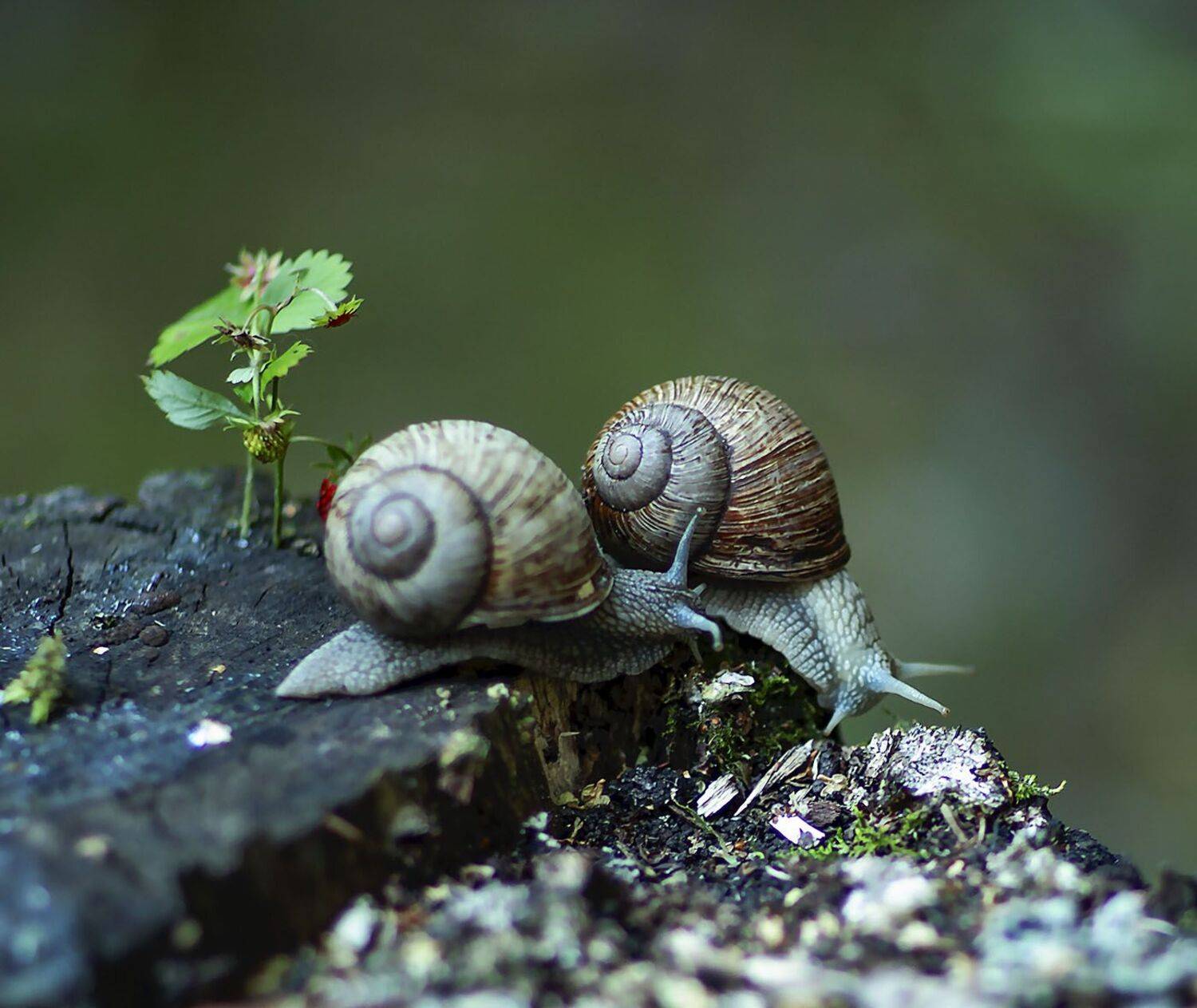 улитки,тихоходы, моллюски,лето,природа, snails, summer,nature, Юлия Стукалова