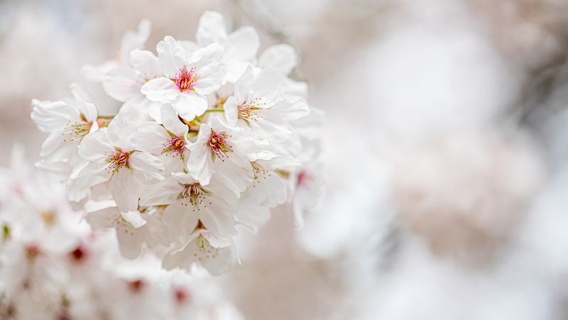 Spring фото превью