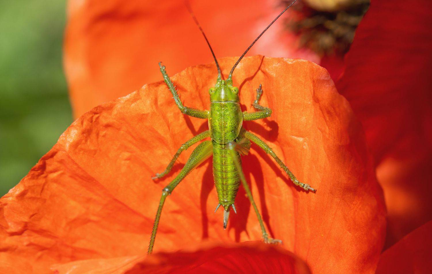 , Костянтин Пазюк