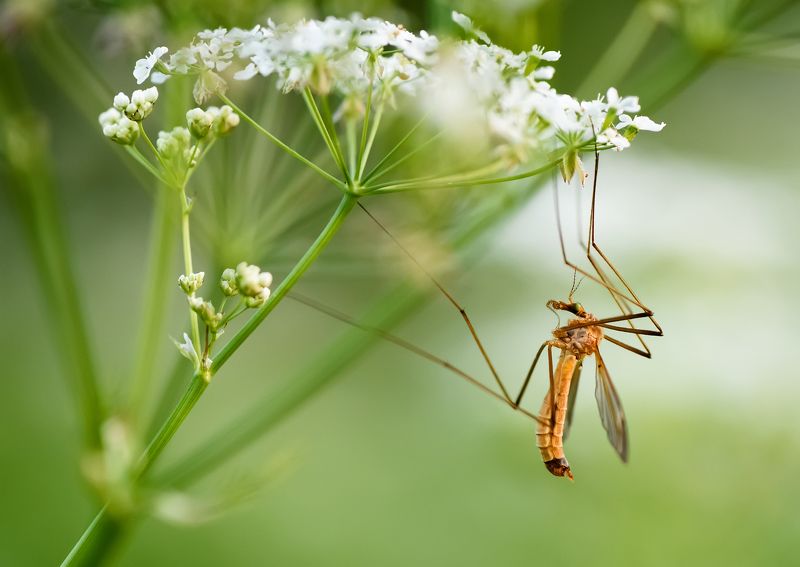 Балерина фото превью