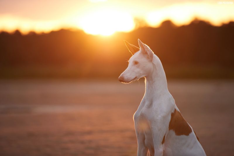 собака, поженко, поденко ибиценко, рассвет, пляж  фото превью