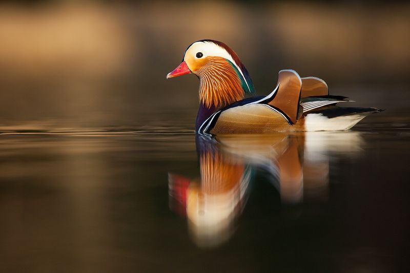 Mandarin duck фото превью