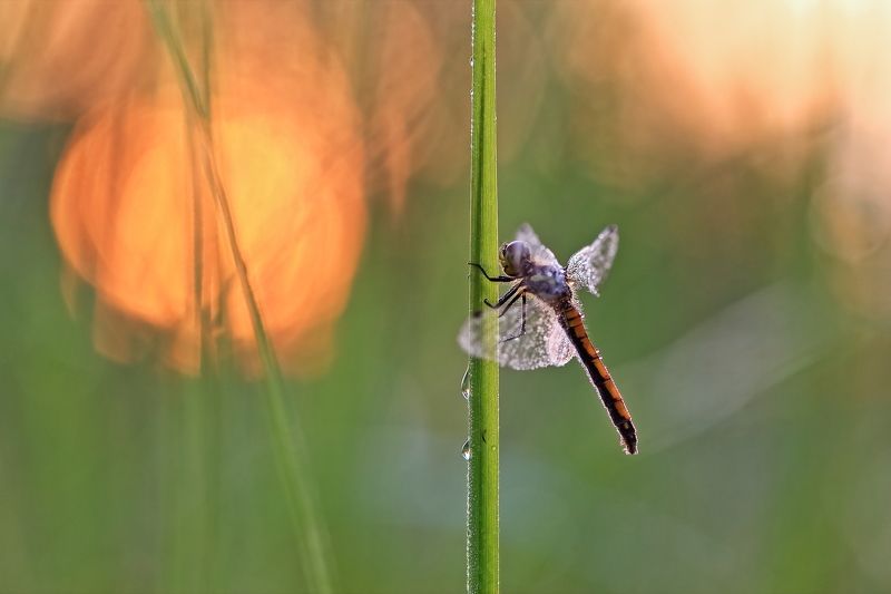 Утро фото превью
