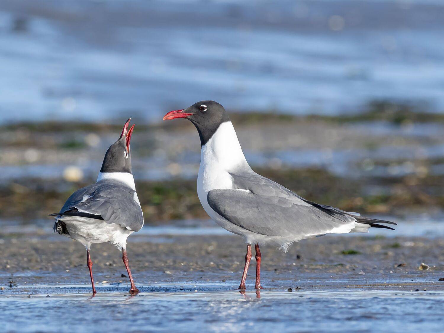 , Fernando Burgalin Sequeira