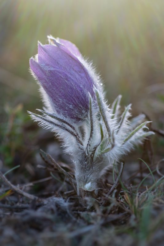 Сонтрава фото превью