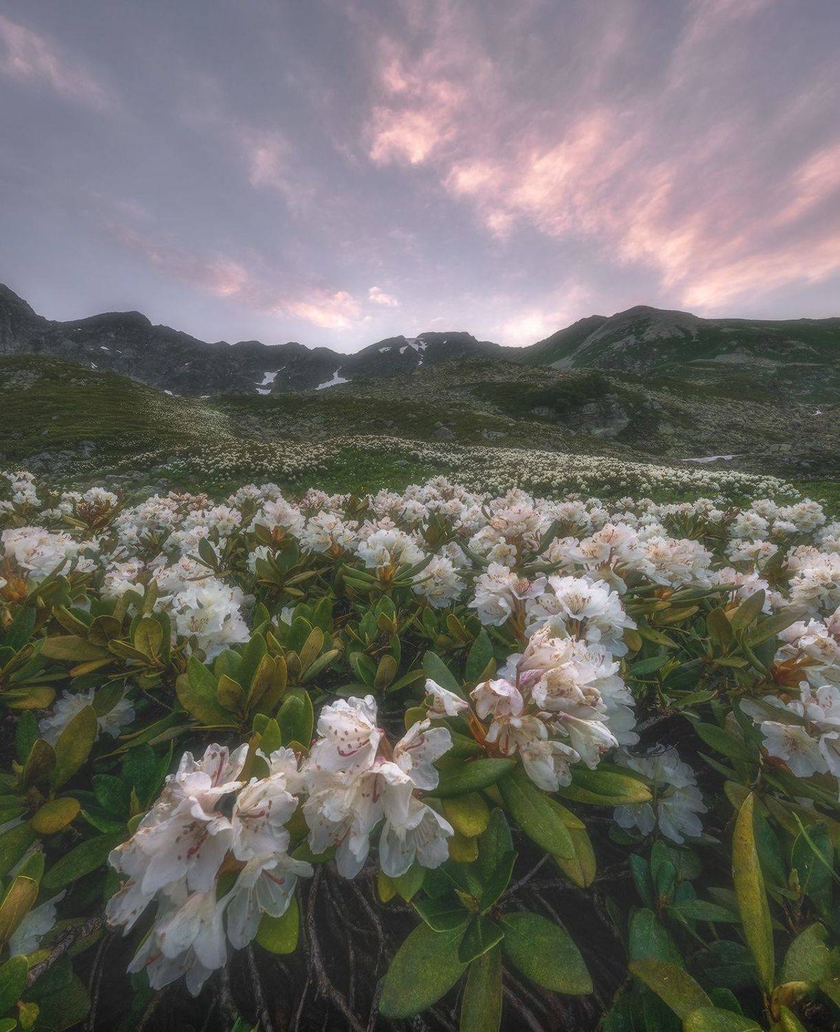 западный кавказ, хребет аркасара, рододендроны, июль.закат, Николай Мысливцев