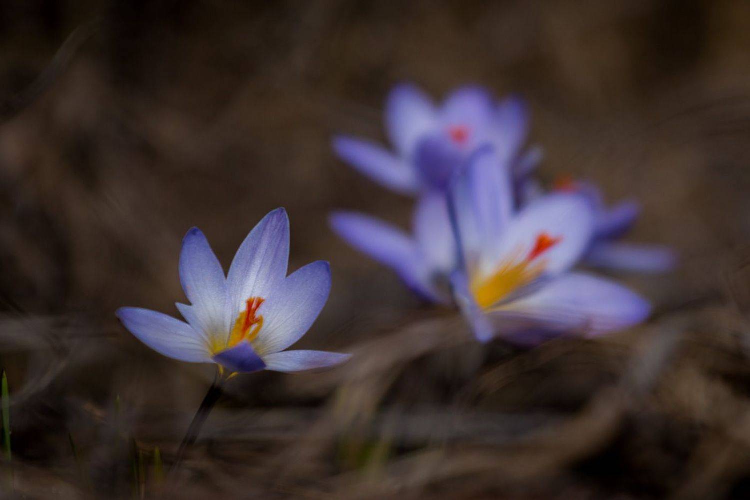шафран, крокус, первоцветы, цветы, flowers, primulas, cr&oacute;cus reticul&aacute;tus, Алексей Юденков