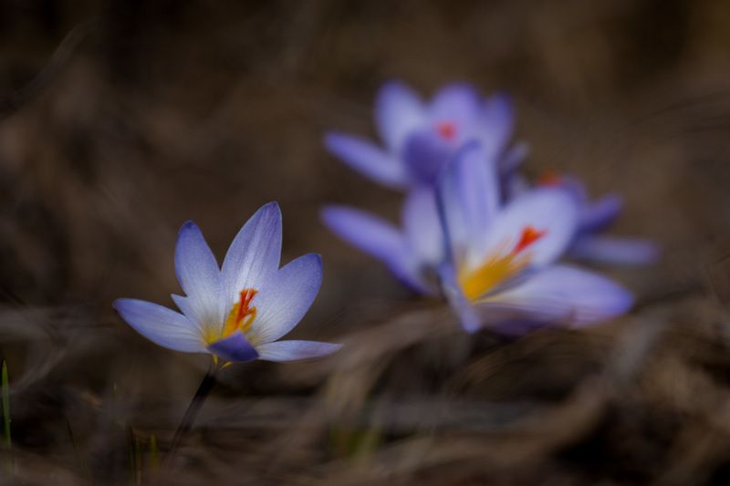 шафран, крокус, первоцветы, цветы, flowers, primulas, crócus reticulátus Шафран сетчатый фото превью