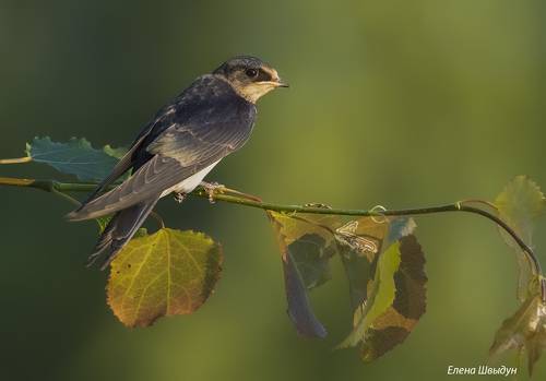 Barn swallow