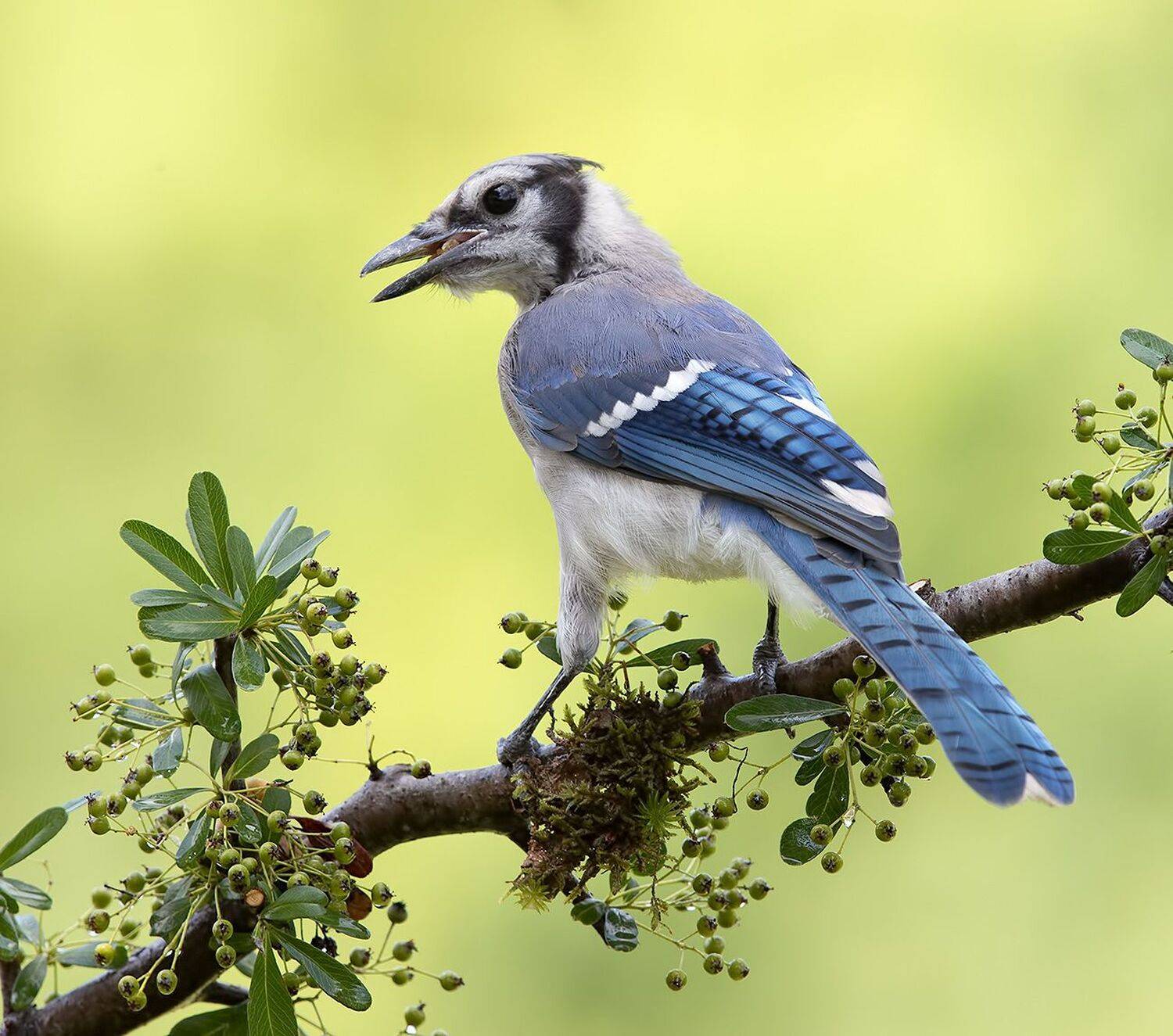 сойка, голубая сойка, jay, blue jay, Elizabeth Etkind